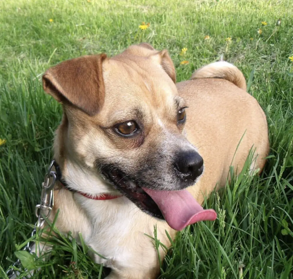 A Jack Pughuahua lying on the grass while looking sideways with its tongue out