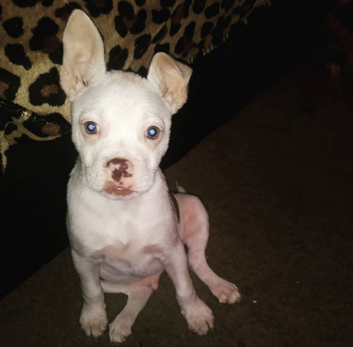 A Box Terrier sitting on the floor with its one ear up