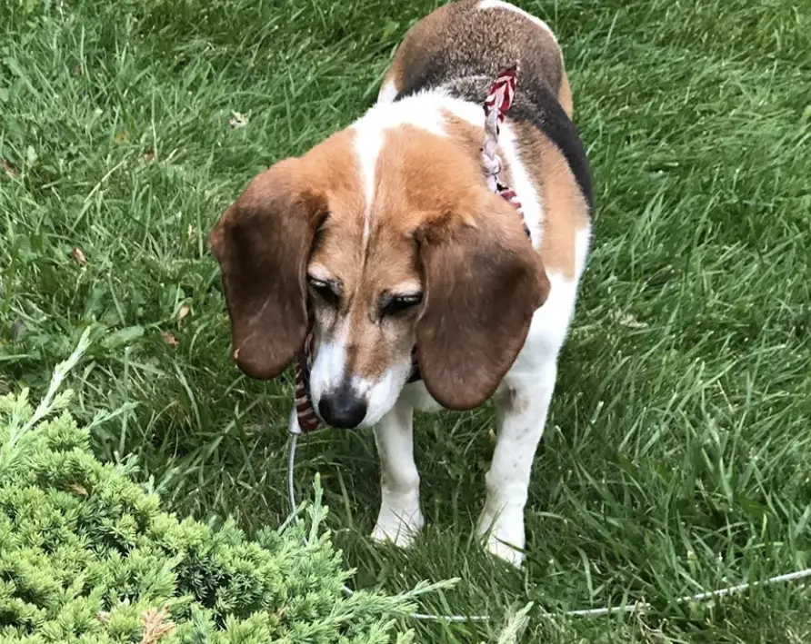 A Basset Beagle standing on the grass