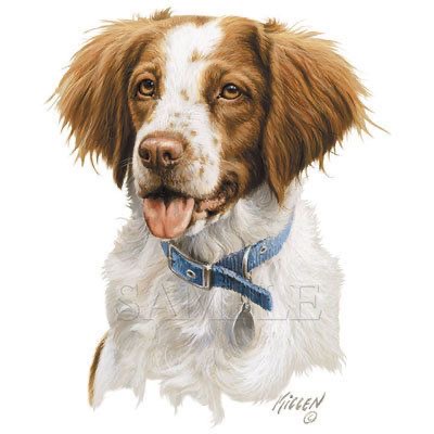 realistic painting of a Brittany wearing a blue collar while sticking its tongue out