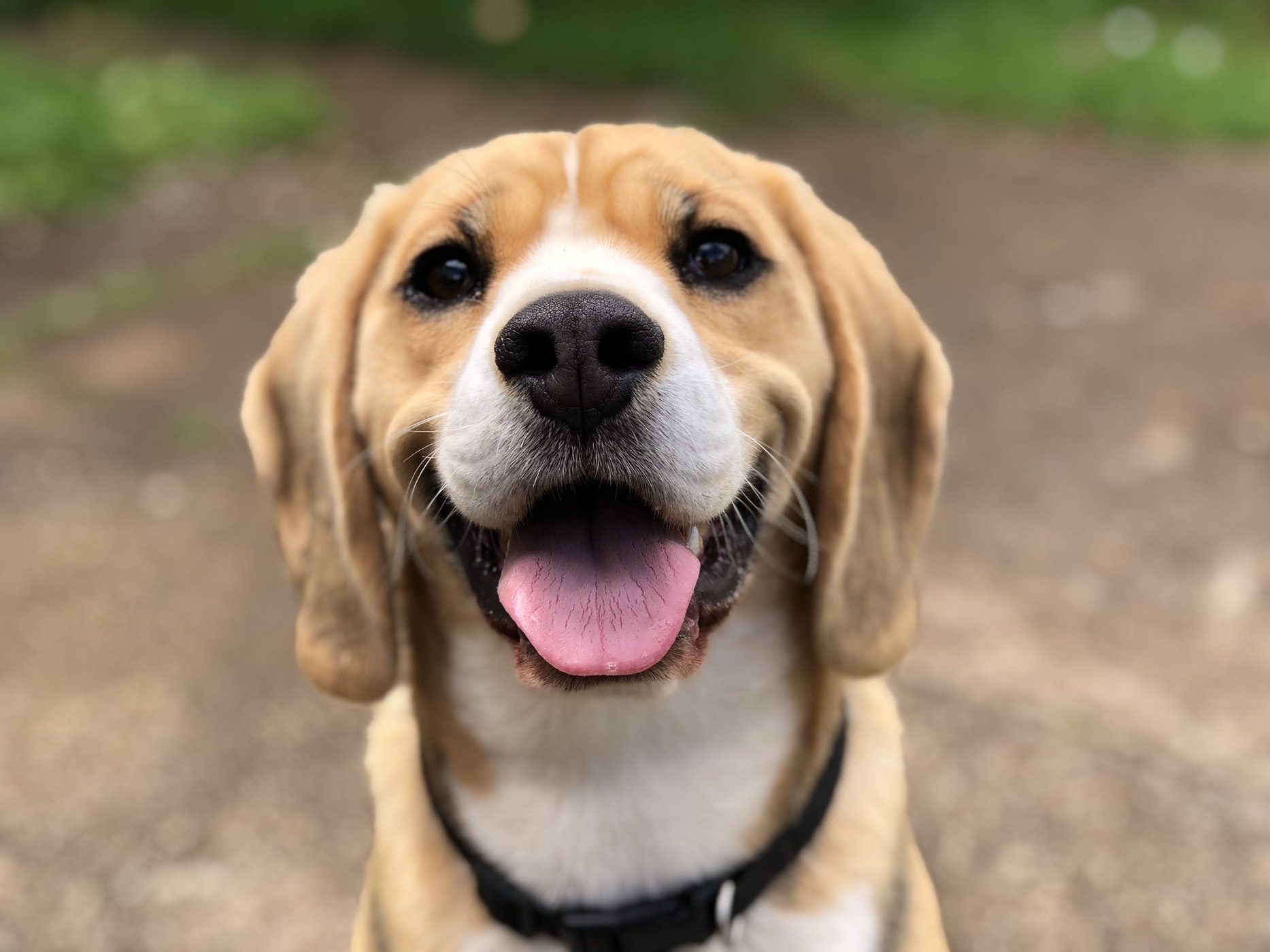 A Beagle sitting on the pavement while smiling