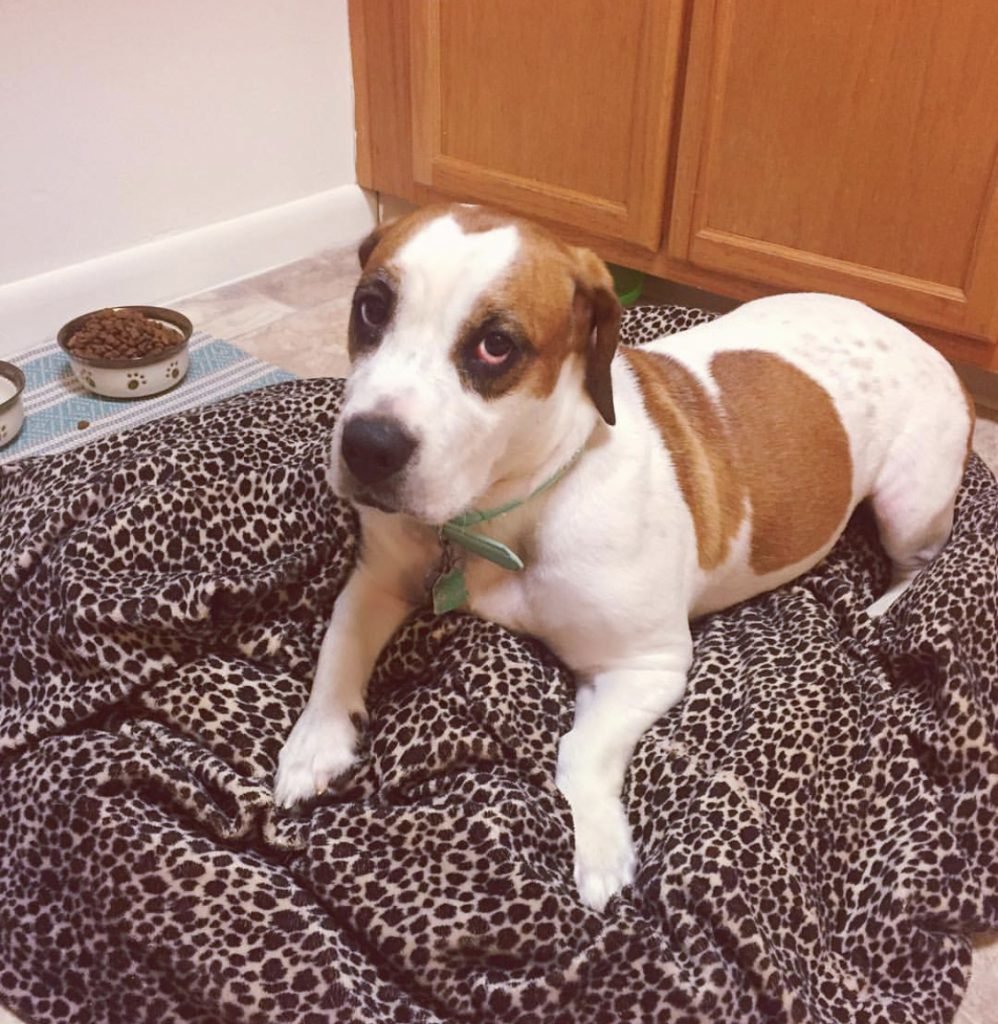 14 Basset Hound Mix Breeds Page 3 of 5 The Paws