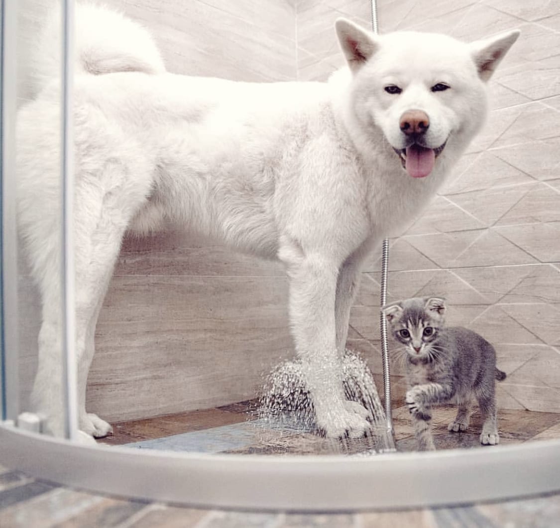 Akita and a cat standing in the shower