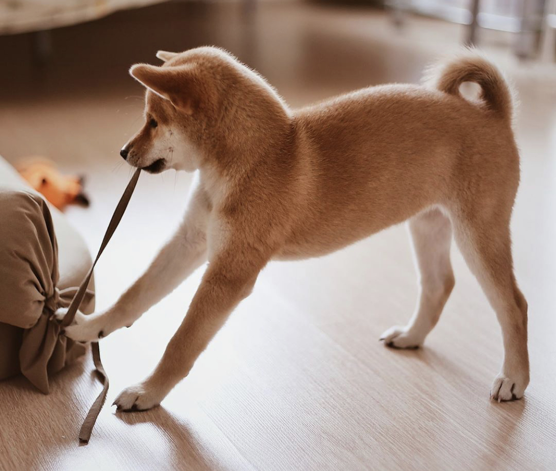 A Shiba Inu pulling a tie from something on the floor