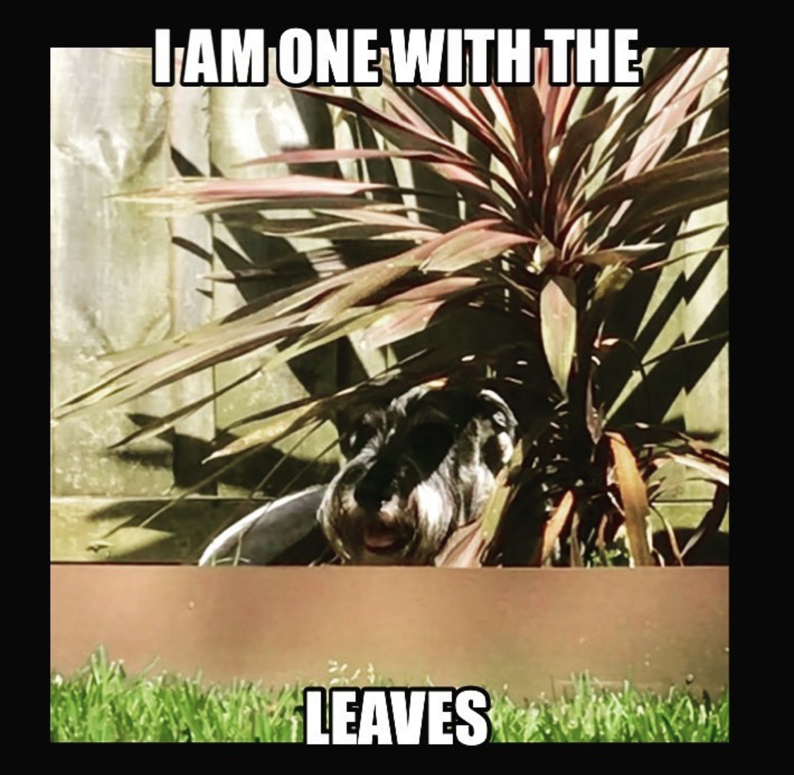 Schnauzer hiding under the plant in the garden photo with a text 