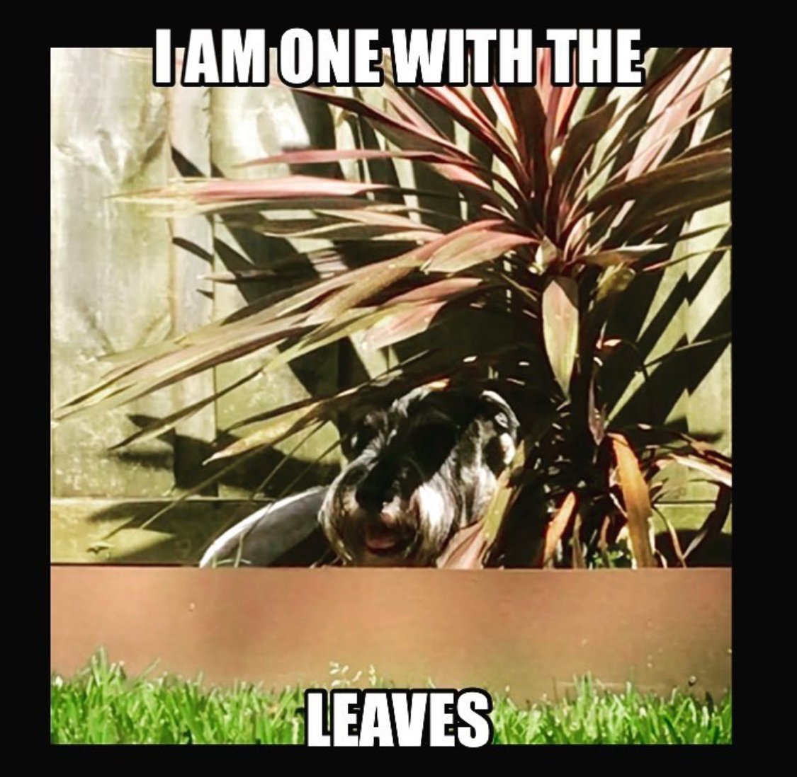 Schnauzer hiding under the plant in the garden photo with a text