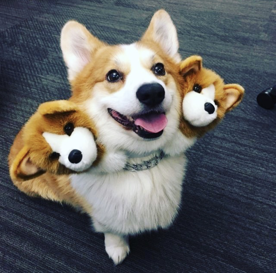 Corgi sitting on the floor wearing collar with two faces of corgi stuffed toys on the side of its smiling face