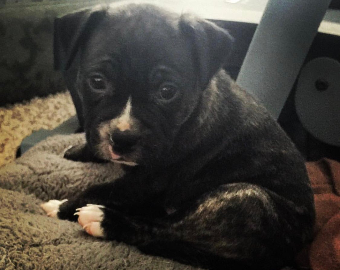 A Pug Terrier puppy sitting on the bed