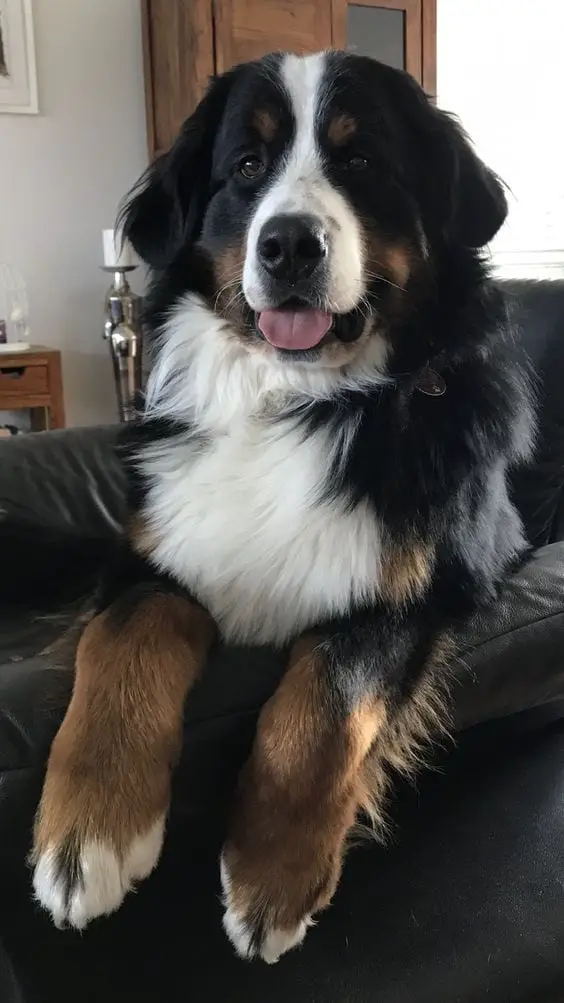 A Bernese Mountain Dog lying on the couch while smiling