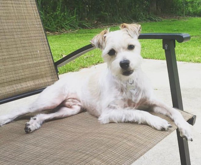 Schhuahua resting on the chair outdoors