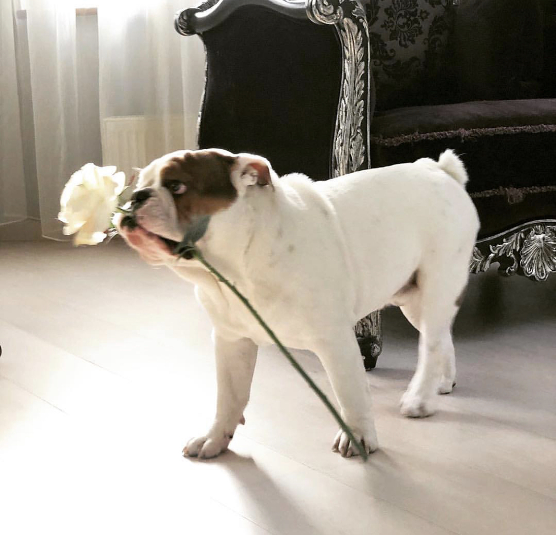 A English Bulldog walking while holding a piece of flower in its mouth
