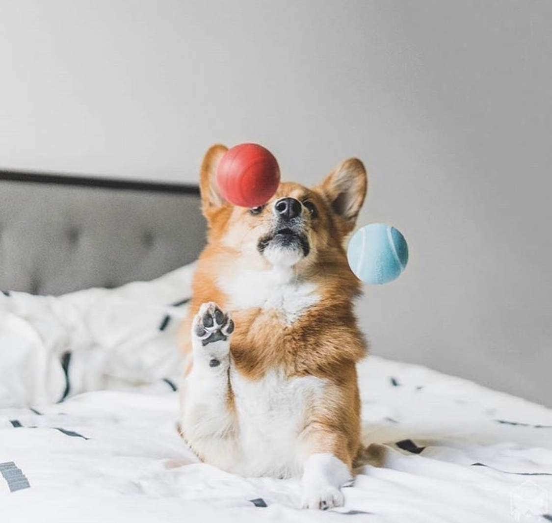 Corgi lying down on the bed while catching two balls