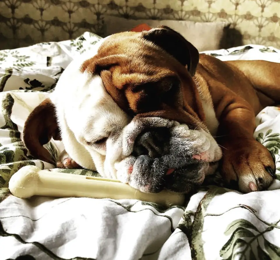 A English Bulldog sleeping on the bed with its face on top of its bone chew toy