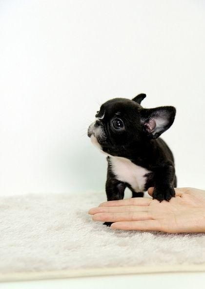 French Bulldog Puppy on the carpet with its one paw in a woman's hand