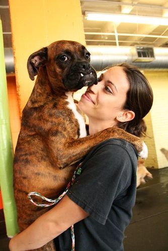 a woman carrying a Boxer Dog