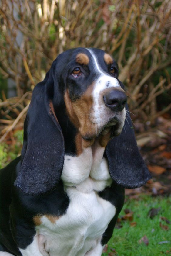 Basset Hound sitting in the garden