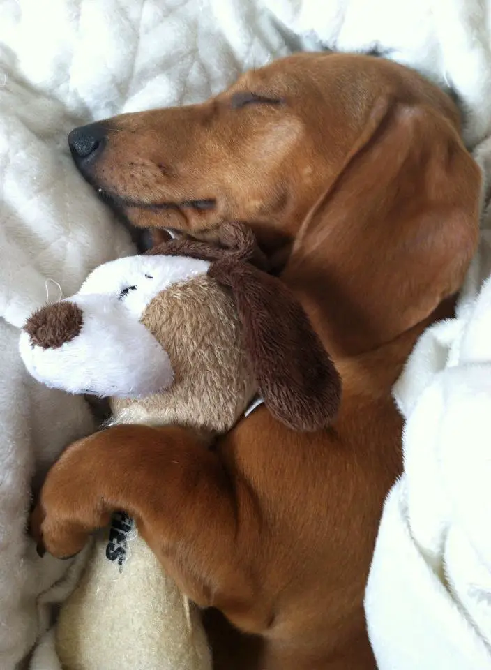 A Dachshund sleeping soundly on the bed with its stuffed toy