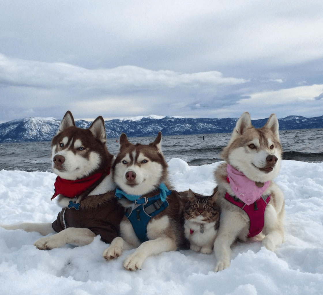 three Siberian Husky lying on the snow with a cat in between them