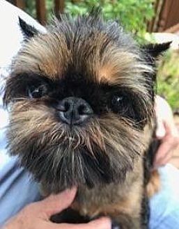 A Brussels Griffon on the lap of the person sitting in the garden