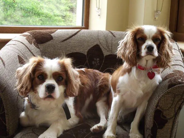 two Cavalier King Charles Spaniel on the sofa by the window