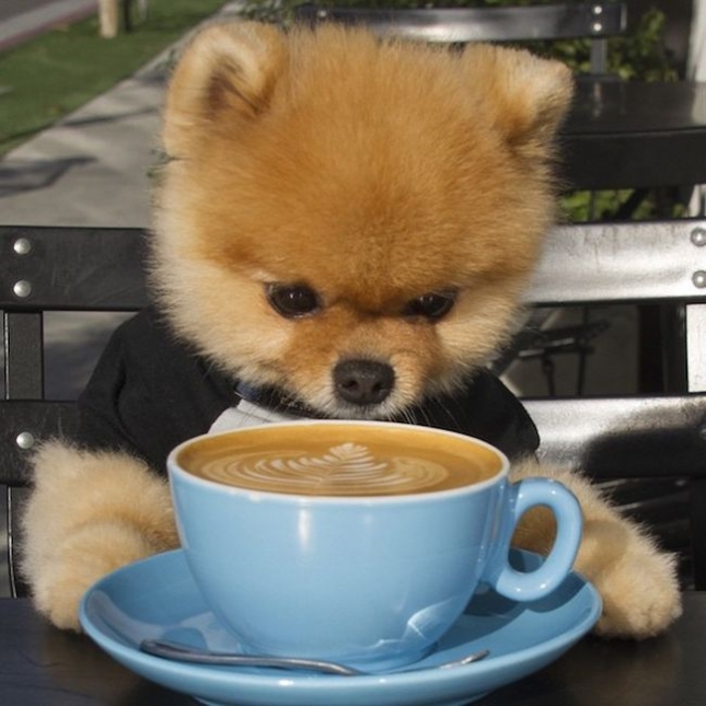 A Pomeranian sitting at the table while staring at the espresso in front of him