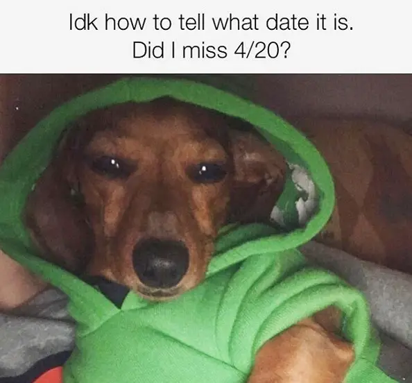 Dachshund wearing a green jacket with a hoodie while lying on the bed at night photo with caption 