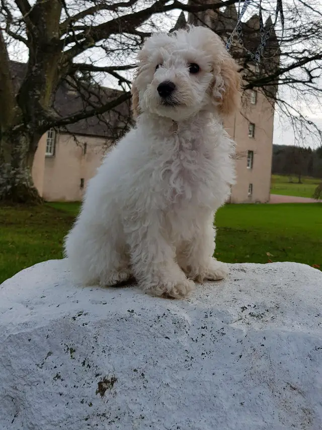 cream colored Poodle sitting on top of the rock outdoors