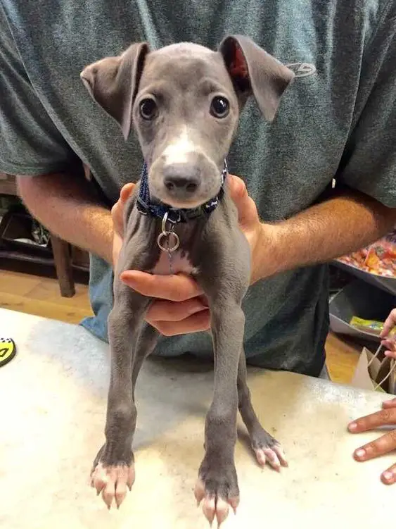 An Italian Greyhound puppy on top of the table with a man holding him from behind