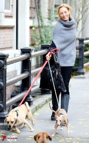 Uma Thurman walking in the street with her Greyhound and one other dog