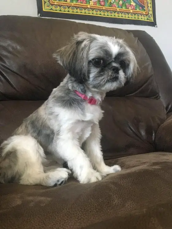 sitting in the couch shih tzu