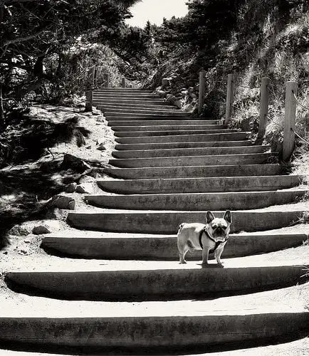 A French Bulldog standing on the stairway