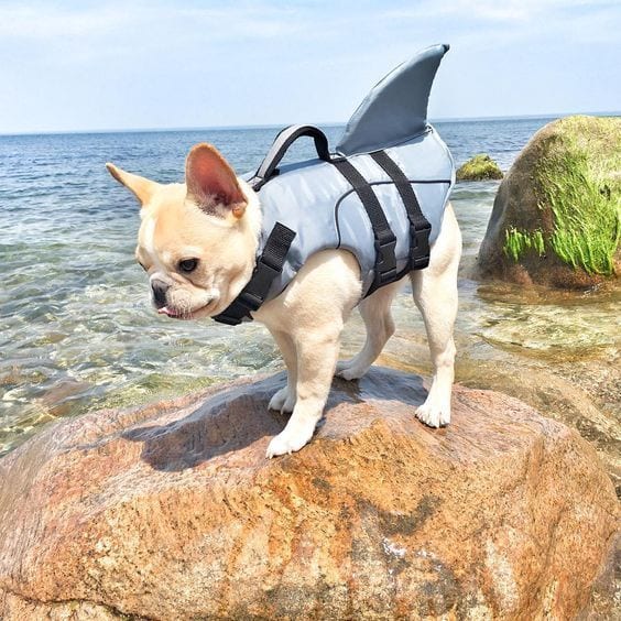 A French Bulldog wearing a shark vest while standing on top of a rock in the ocean