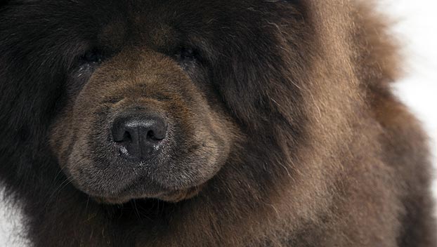 brown adult Chow Chow with massive fur