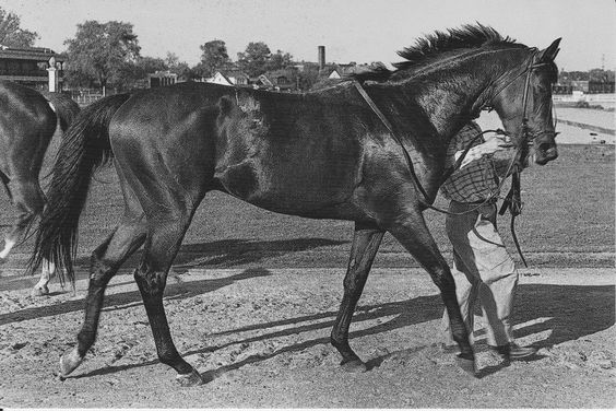 black and white photo of a horse named Citation walking in the field