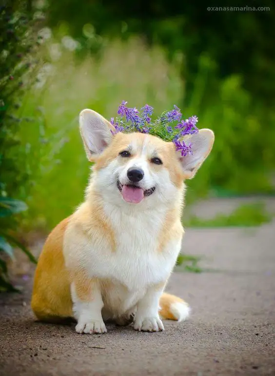 Corgi sitting on the ground with purple flower crown on its head