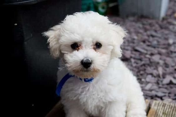 white Bichon Frise puppy sitting on the floor