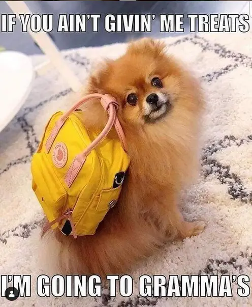 photo of a Pomeranian wearing a backpack while sitting on the carpet and with text - If you ain't givin me treats I'm going to grammas