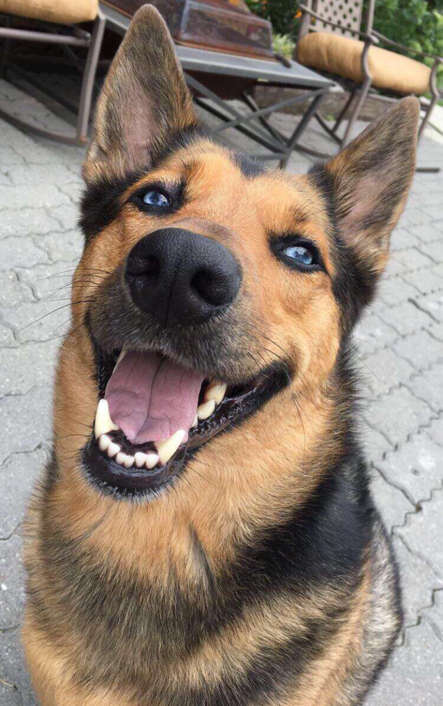 A German Shepherd dog sitting on the pavement while smiling