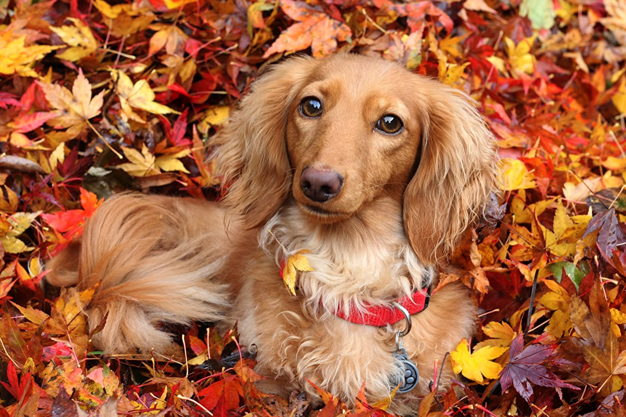 Dachshund lying down on a pile of autumn maple leaves