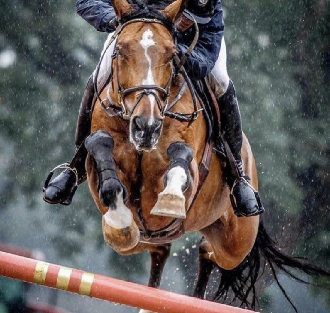 brown horse jumping on a fence