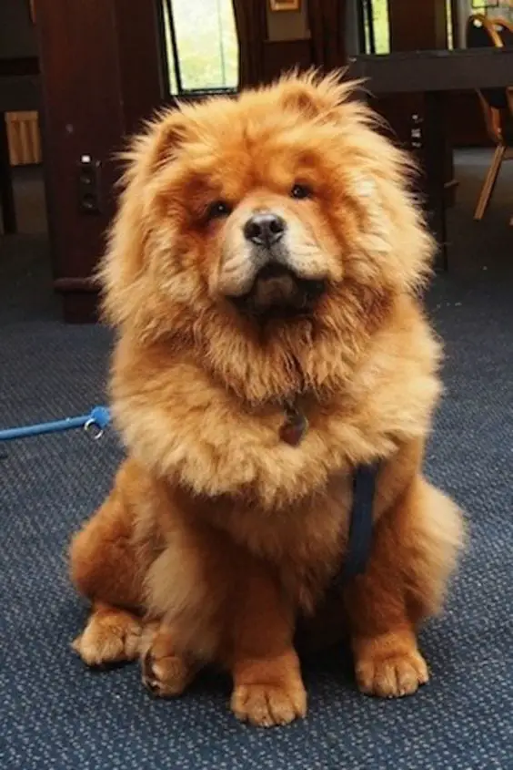 A Chow Chow sitting on the floor