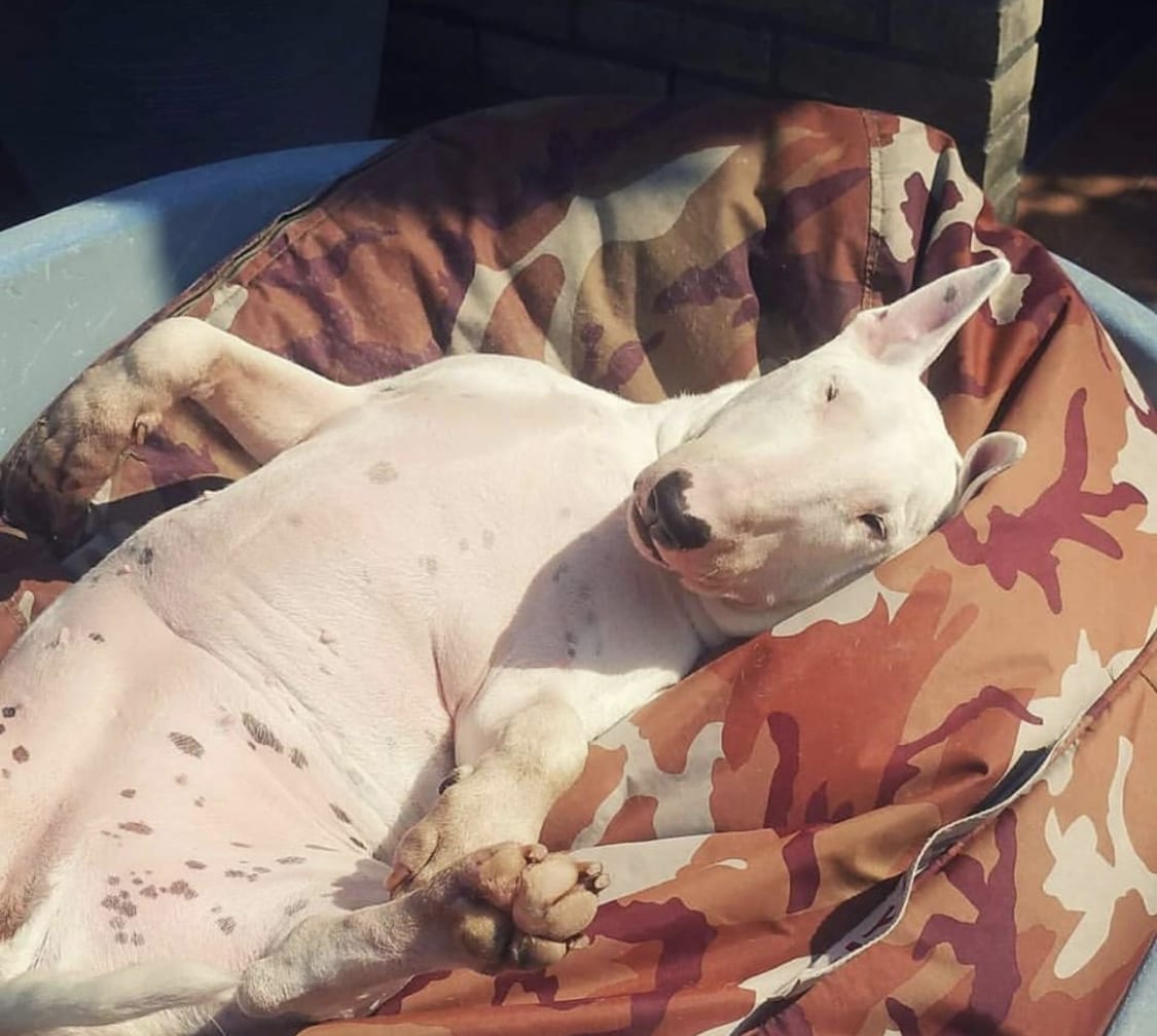 Bull Terrier on the bed showing its belly