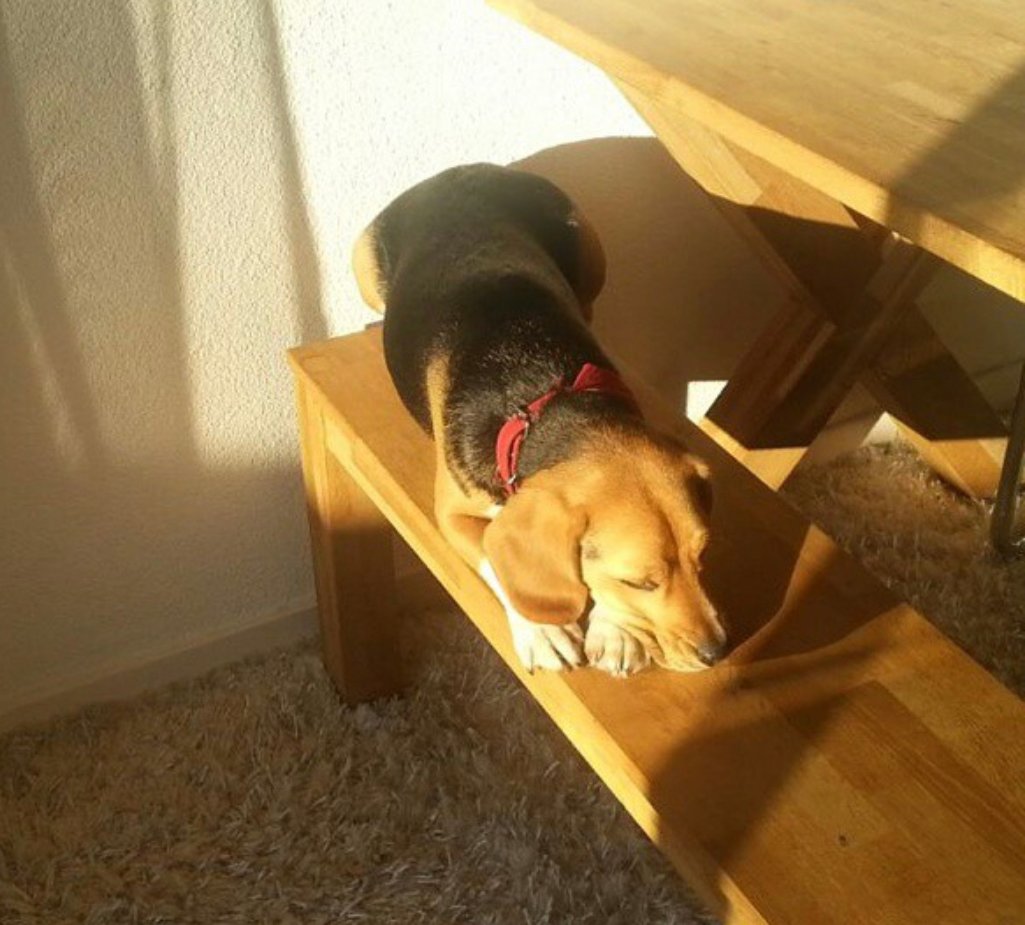 Beagle lying down sleeping on the bench under the sunlight