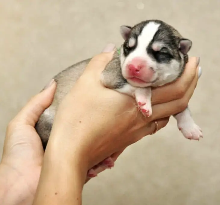 A Husky Puppy in the hand of woman