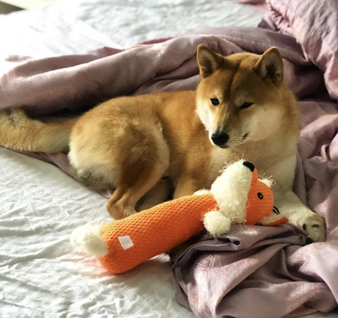 A Shiba Inu lying on the bed behind its chew toy