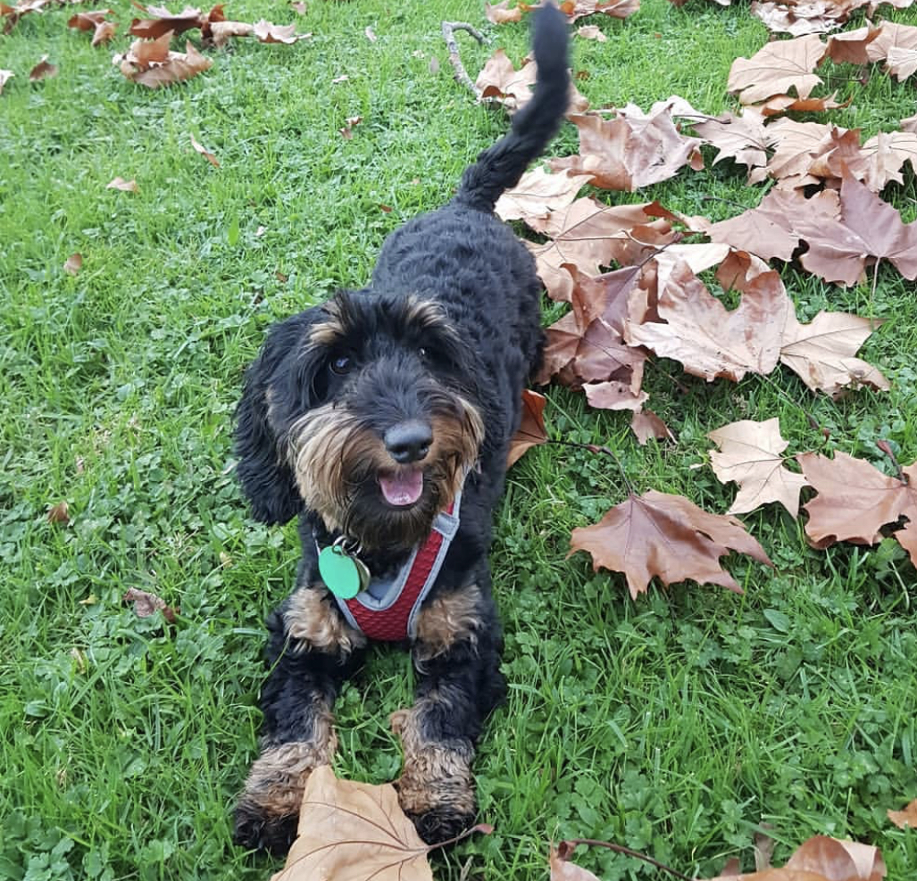 a happy black Doodle with brown hair color in its eyebrows, cheeks, chest and its toes while in bow play position on the grass with large dried leaves