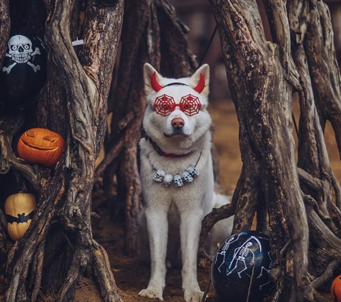 An Akita wearing halloween costume while siting in between the roots of the tree