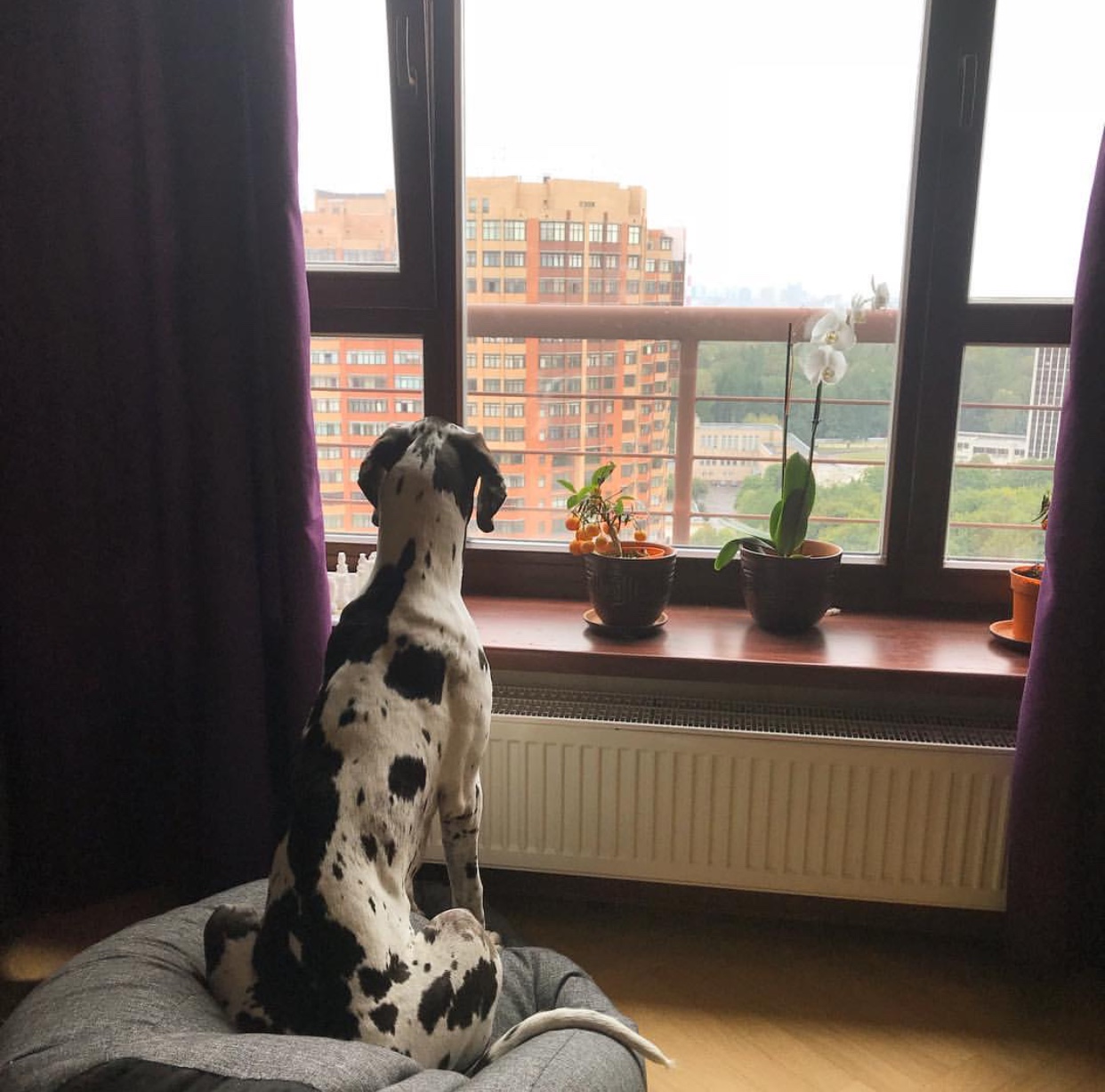 Great Dane sitting on its bed while looking outside the window