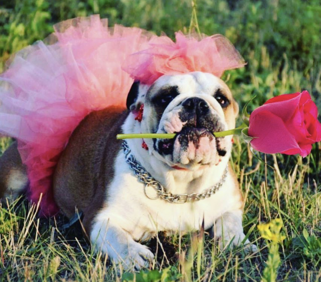 An English Bulldog lying on the grass wearing its pink princess outfit and with a piece of plastic rose in its mouth
