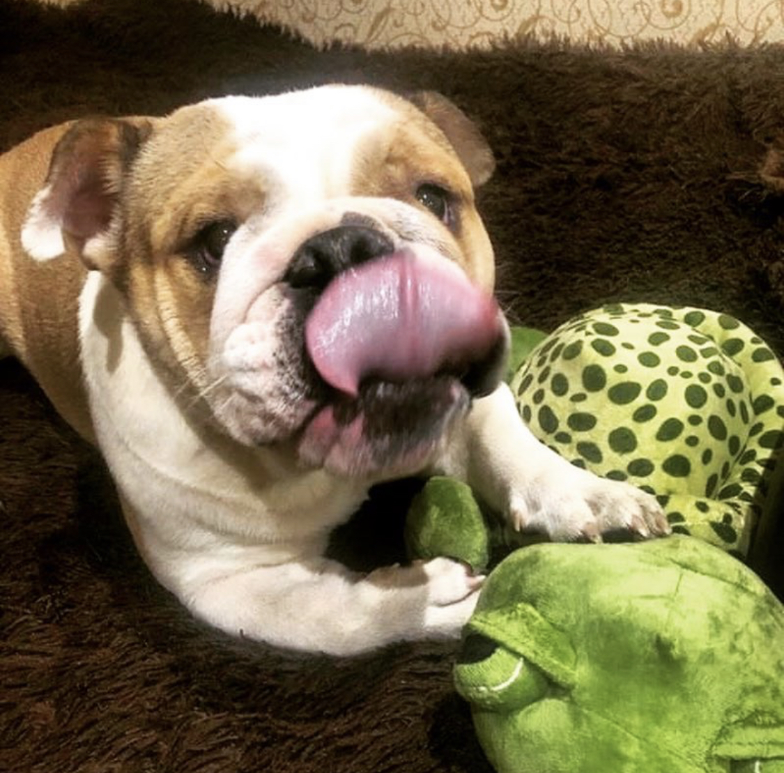 a English Bulldog lying on the floor while licking its mouth